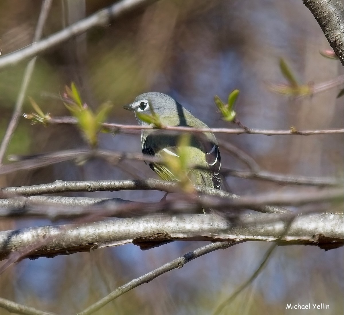 Blue-headed Vireo - ML633994085