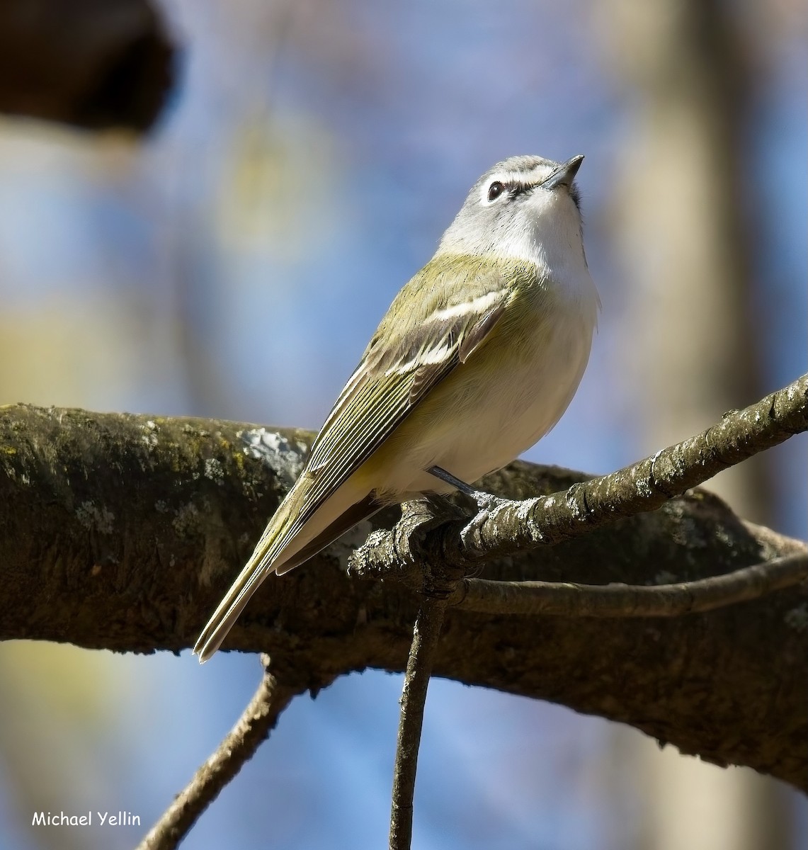Blue-headed Vireo - ML633994089