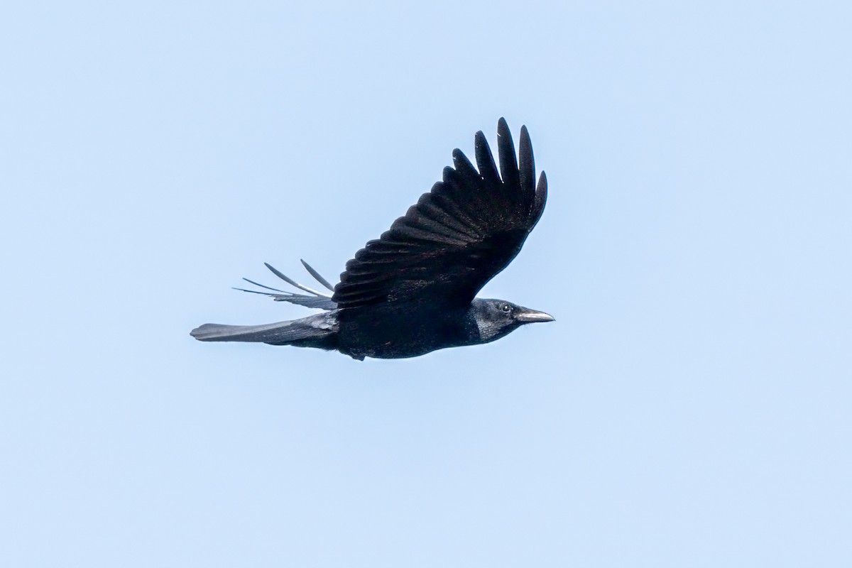 ウオガラス - ML633994090