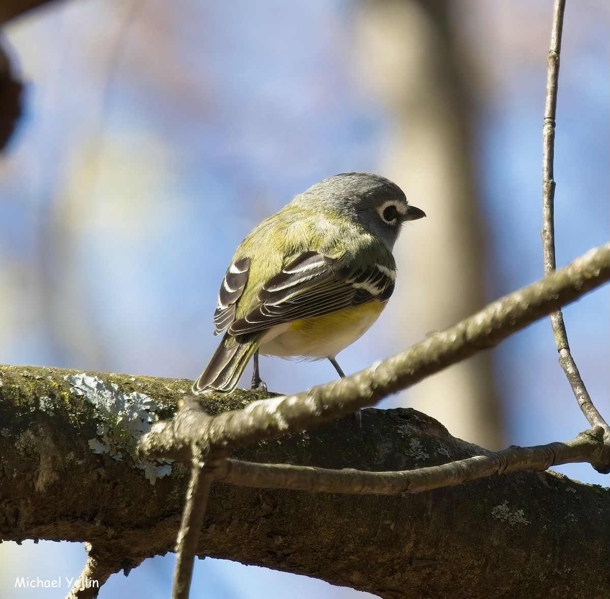 Blue-headed Vireo - ML633994091