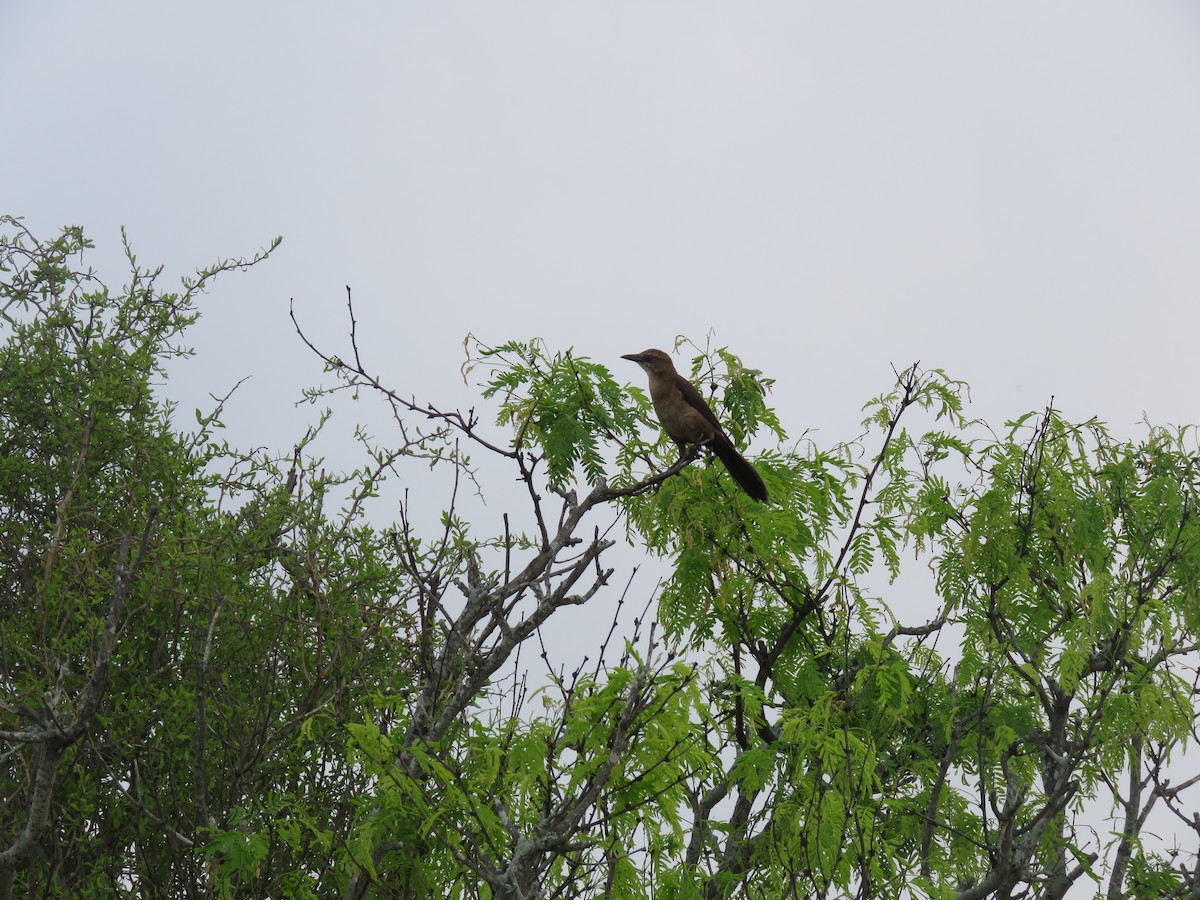 Great-tailed Grackle - ML633994092