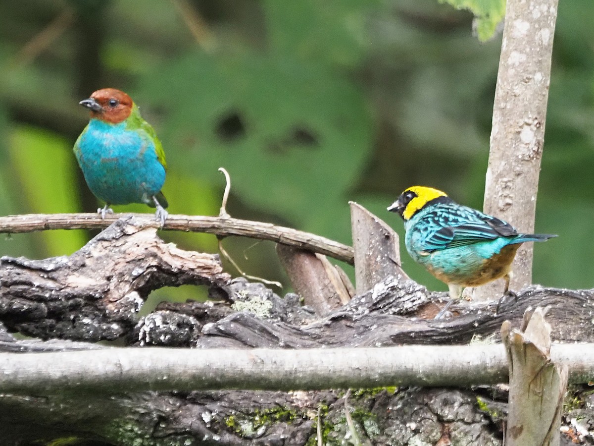 Saffron-crowned Tanager - ML633994093