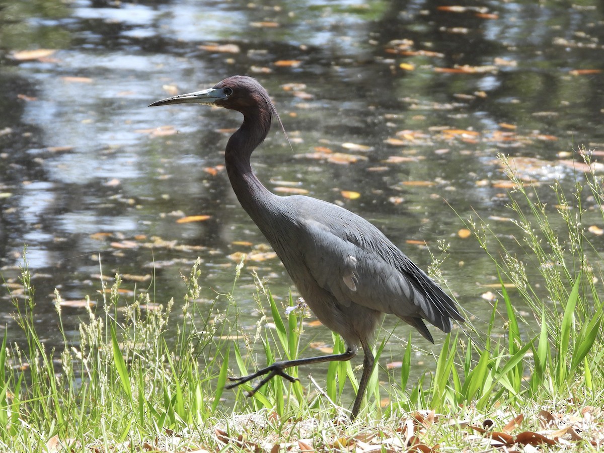 Little Blue Heron - ML633994213