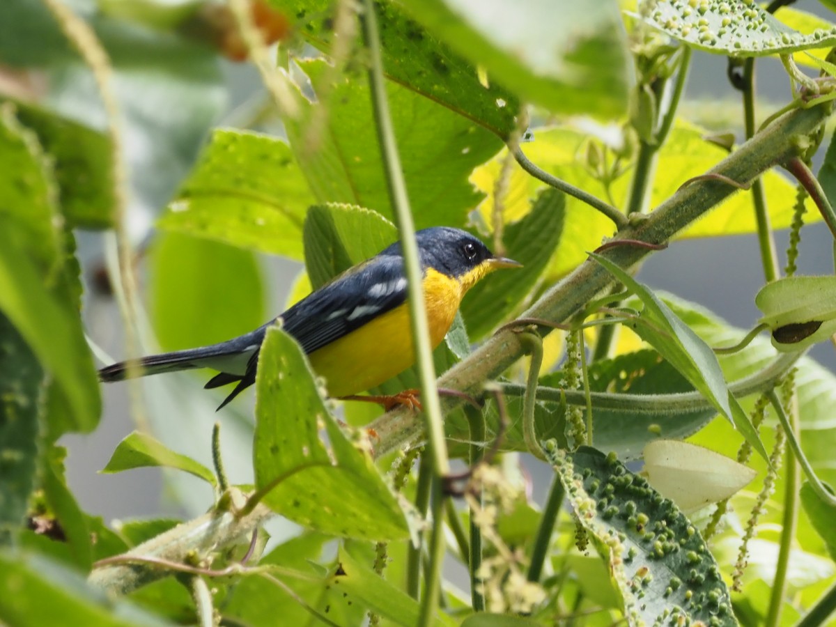 Tropical Parula - ML633994277