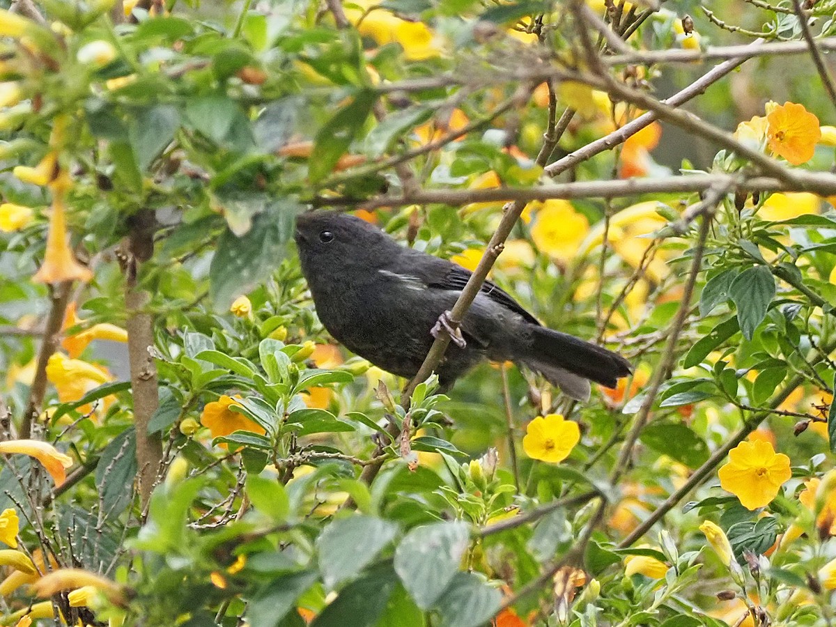 White-sided Flowerpiercer - ML633994307