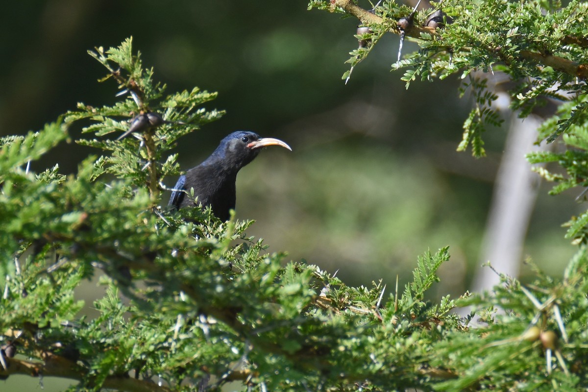 Abyssinian Scimitarbill - ML633994334