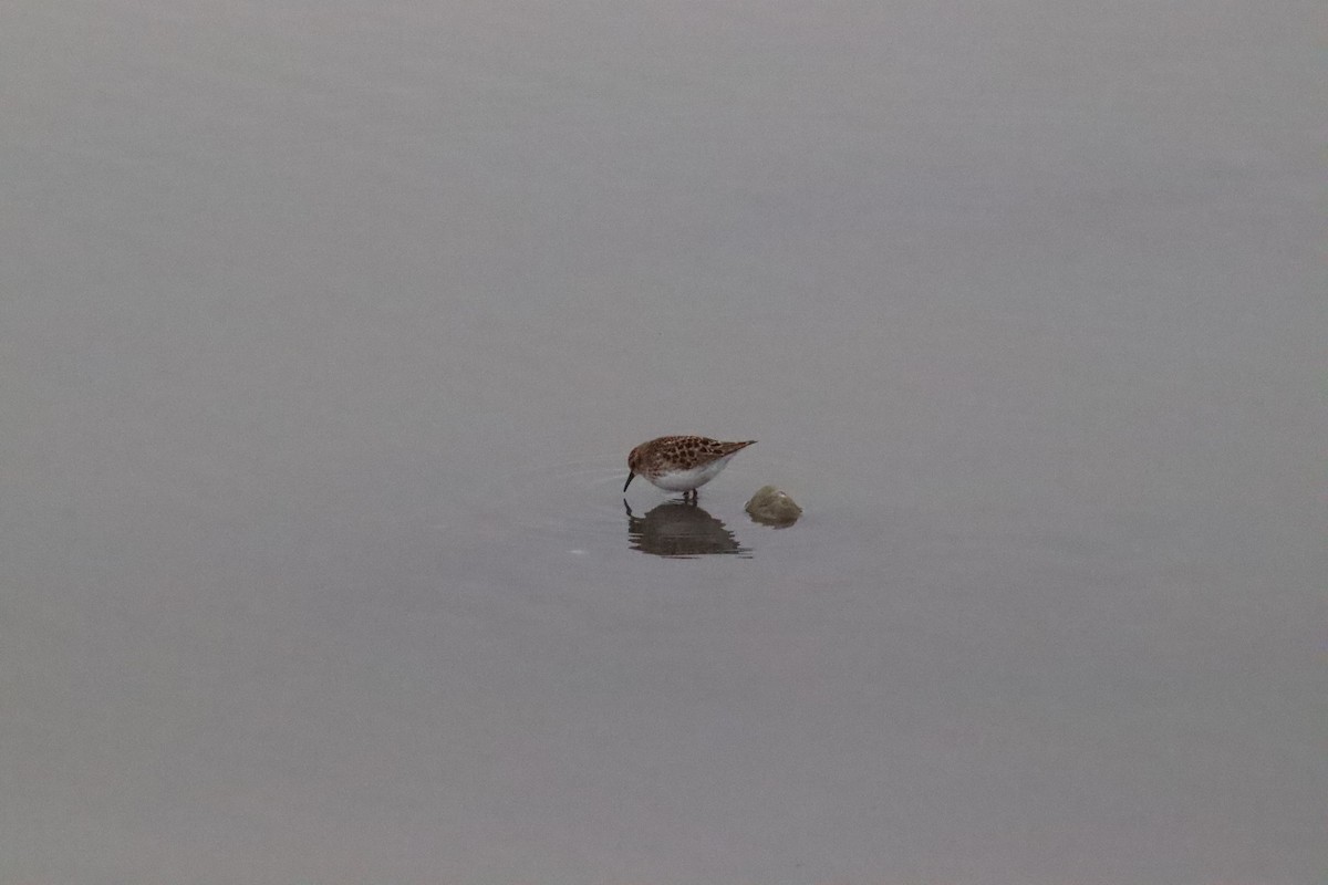 Least Sandpiper - ML633994373