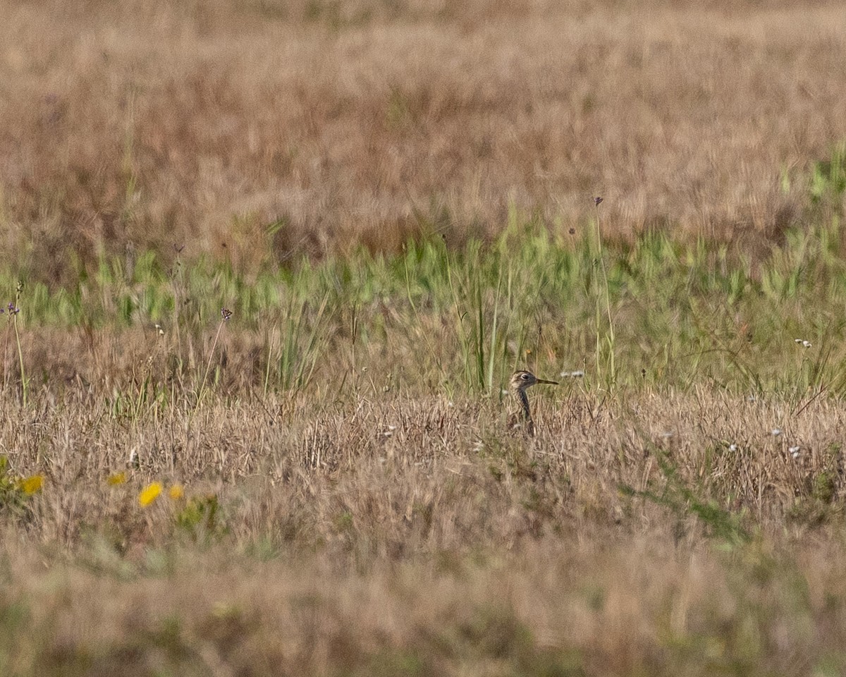 Upland Sandpiper - ML633994393