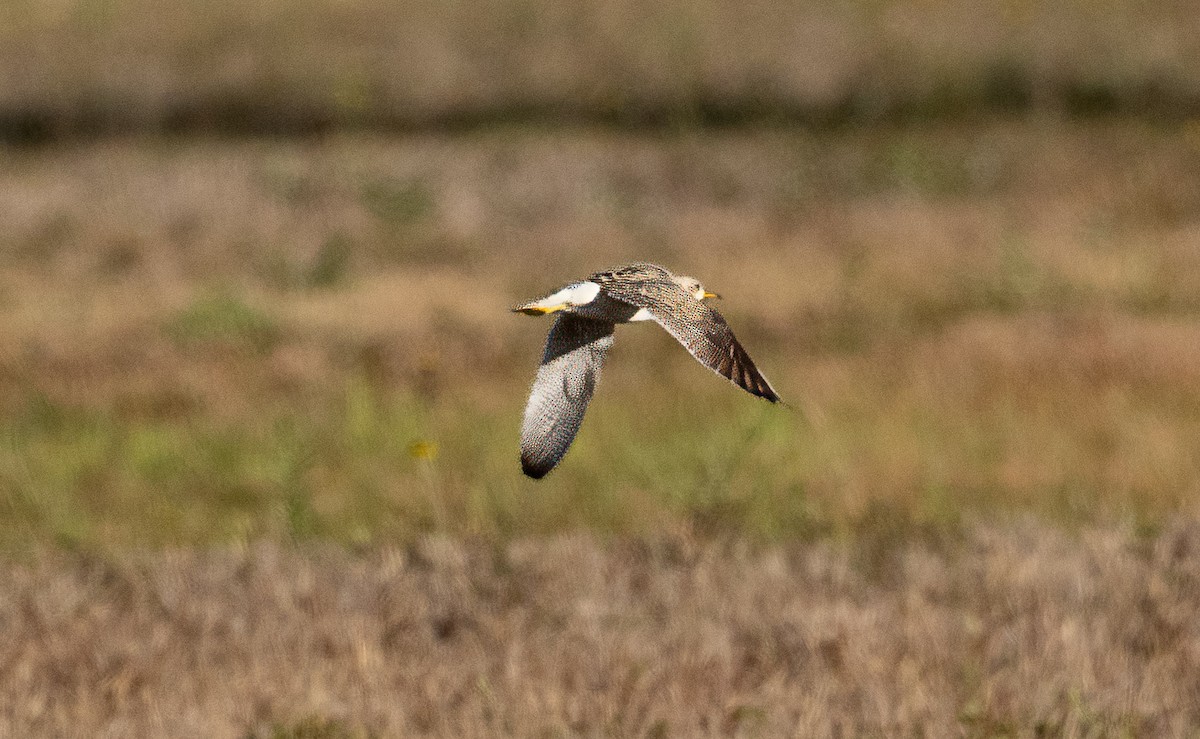 Upland Sandpiper - ML633994394