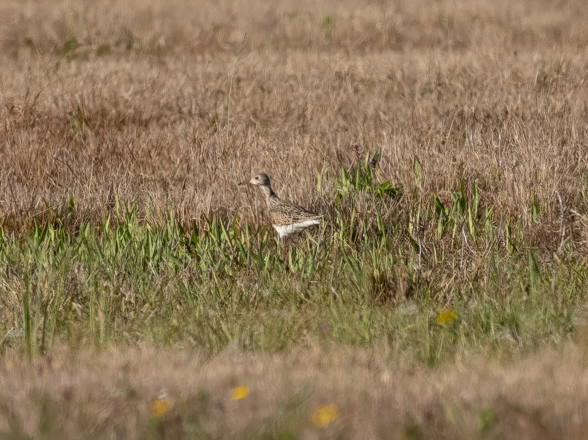 Upland Sandpiper - ML633994395