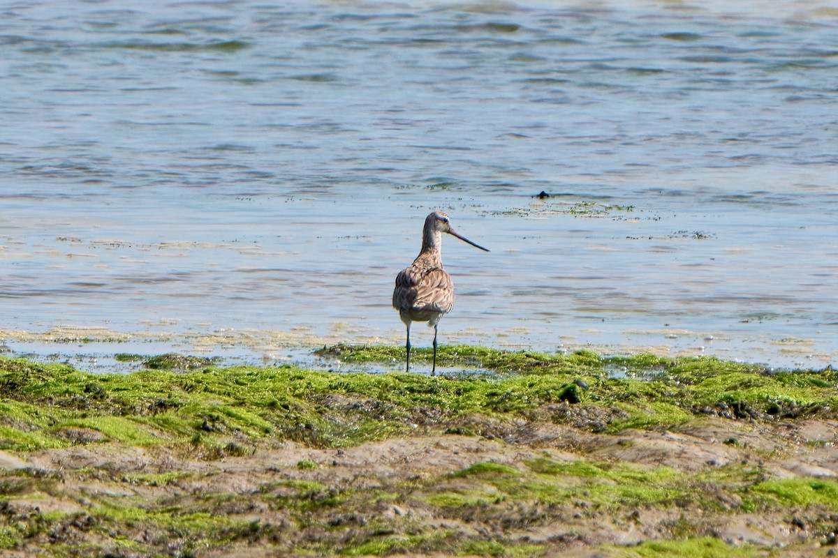 Bar-tailed Godwit - ML633994413