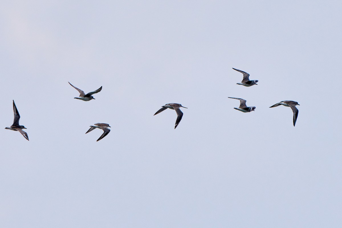 Bar-tailed Godwit - ML633994417