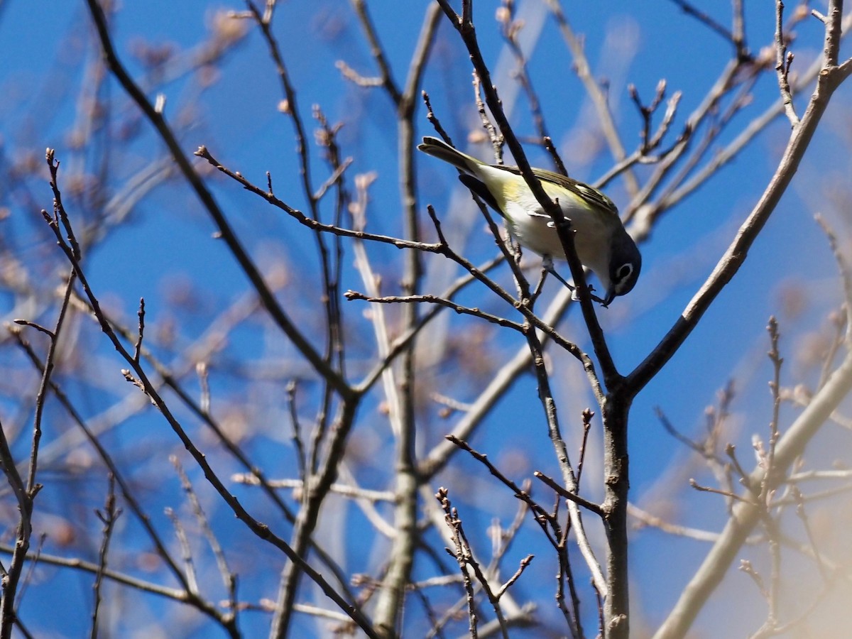 Blue-headed Vireo - ML633994498