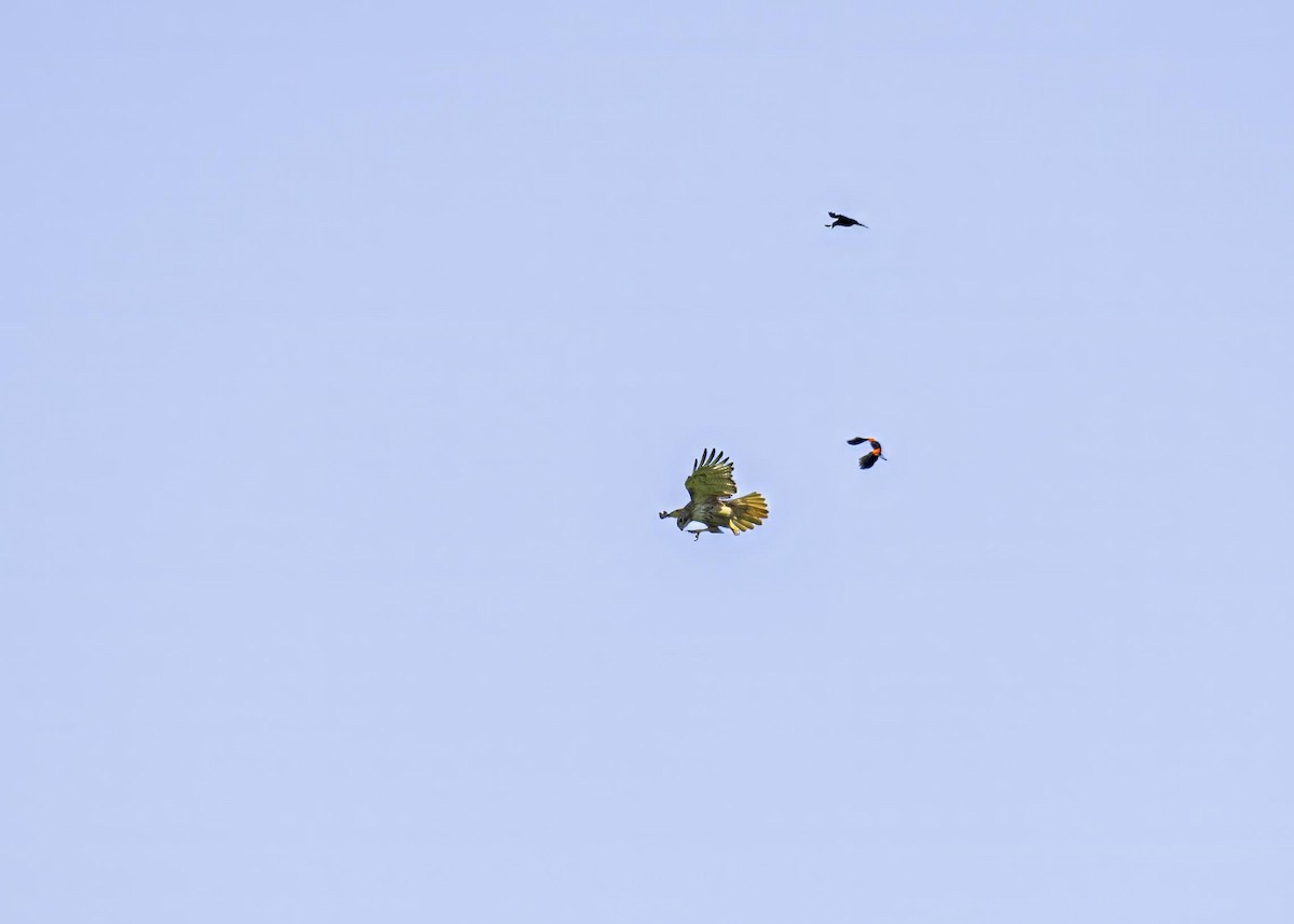 Red-tailed Hawk - ML633994504