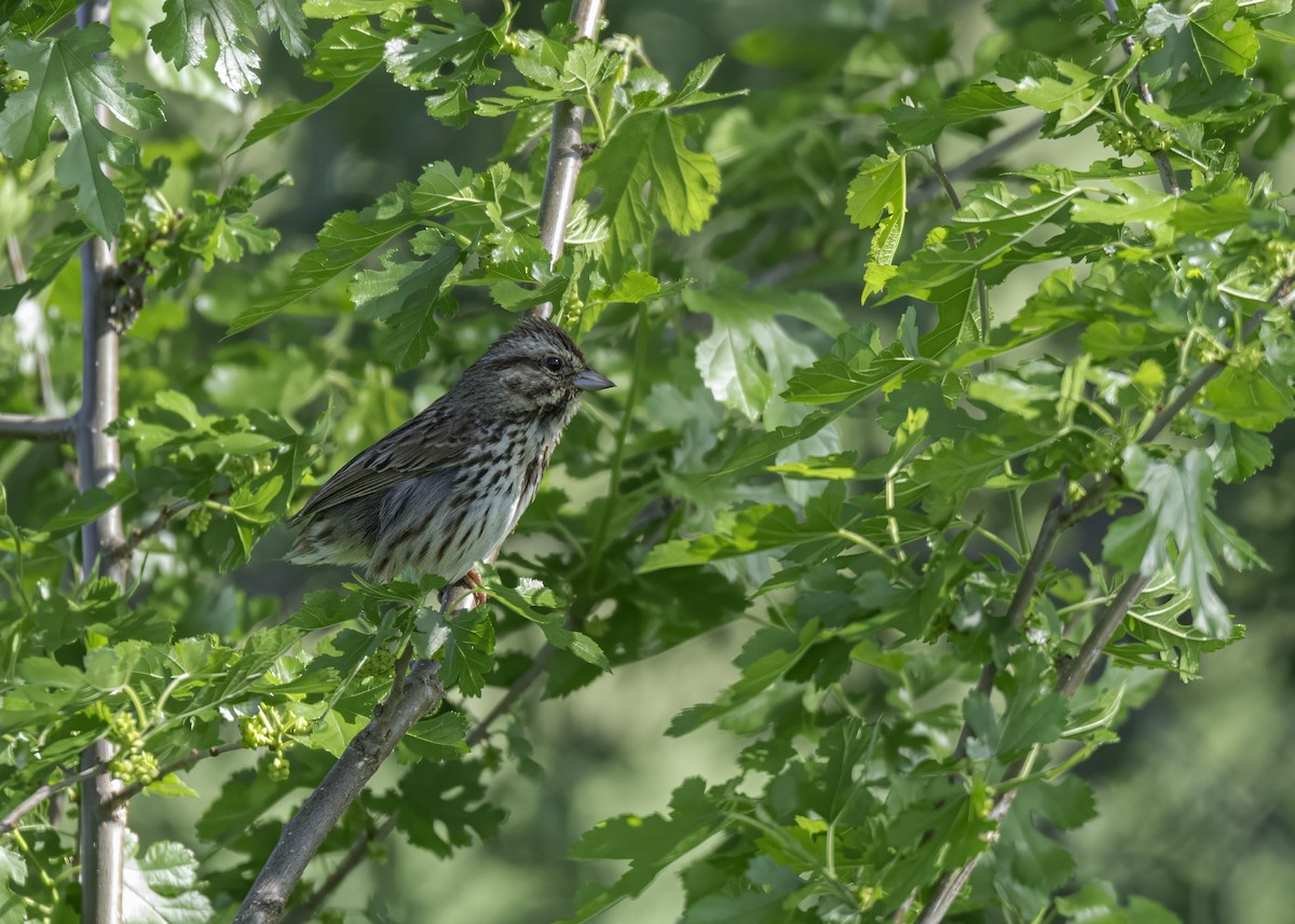 Song Sparrow - ML633994509