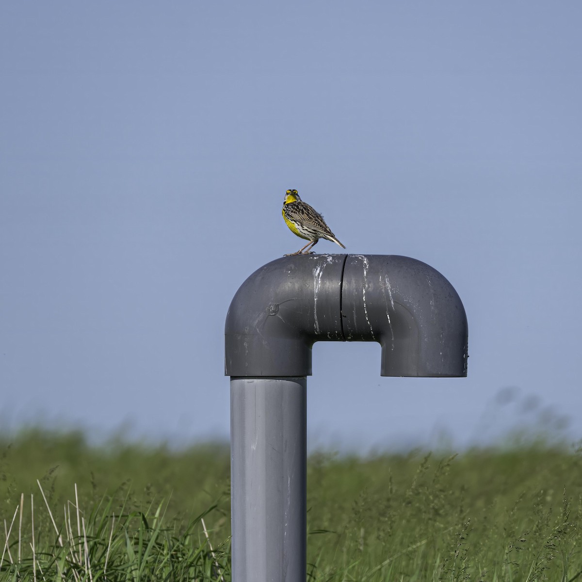 Eastern Meadowlark - ML633994526