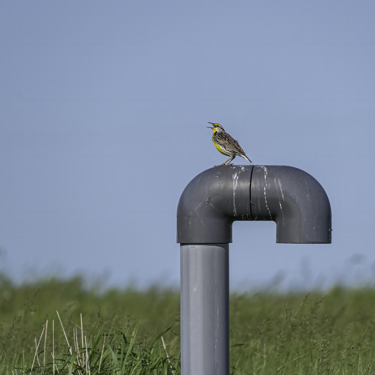 Eastern Meadowlark - ML633994527