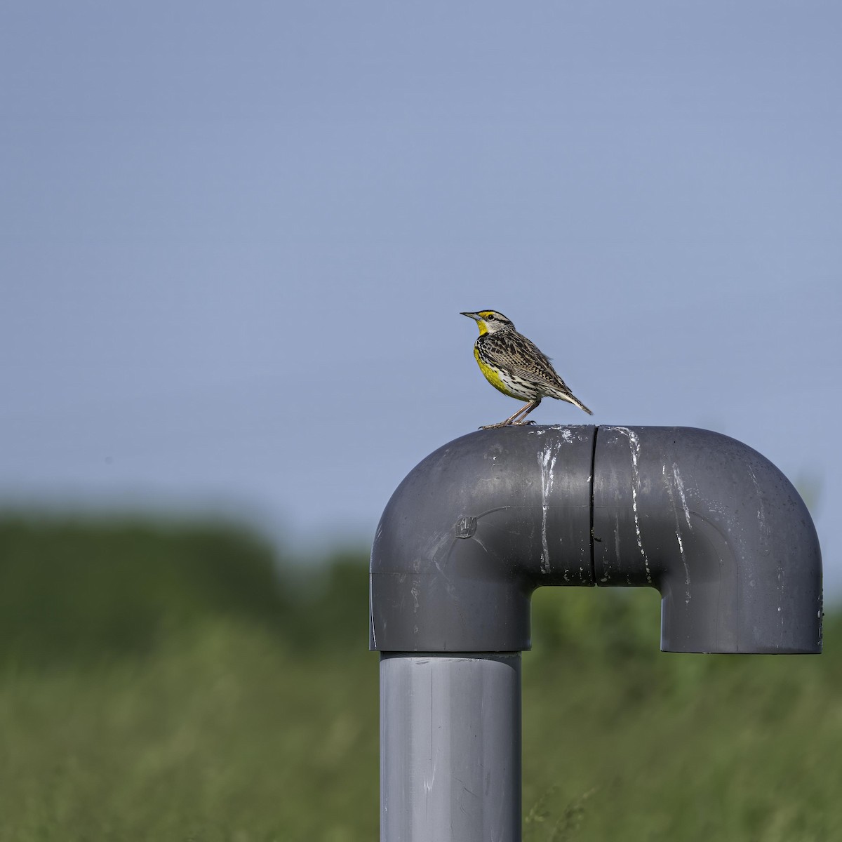 Eastern Meadowlark - ML633994528