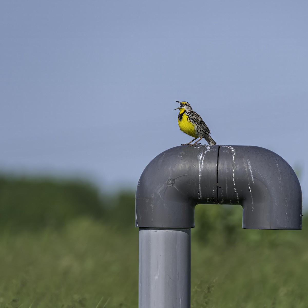 Eastern Meadowlark - ML633994529