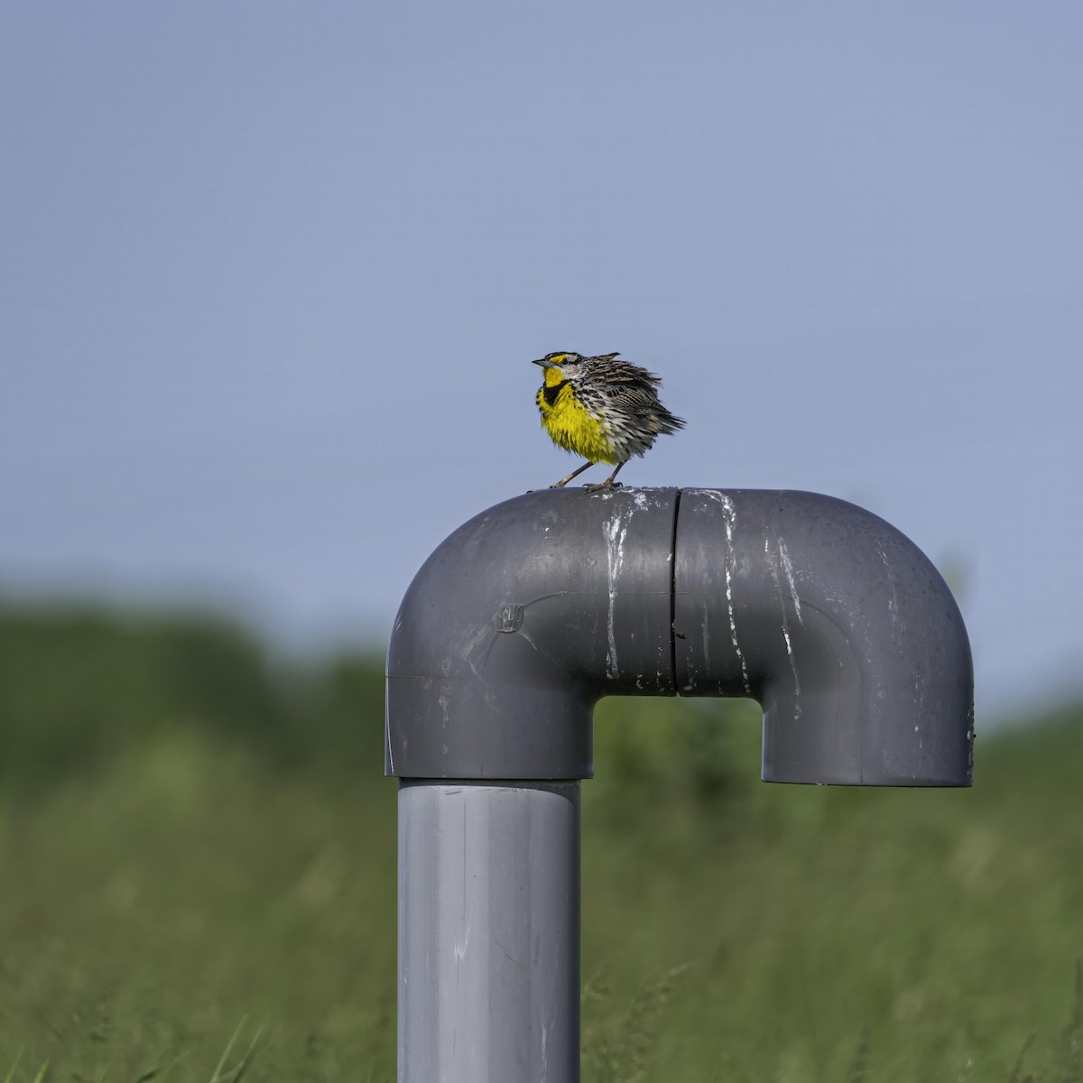Eastern Meadowlark - ML633994531
