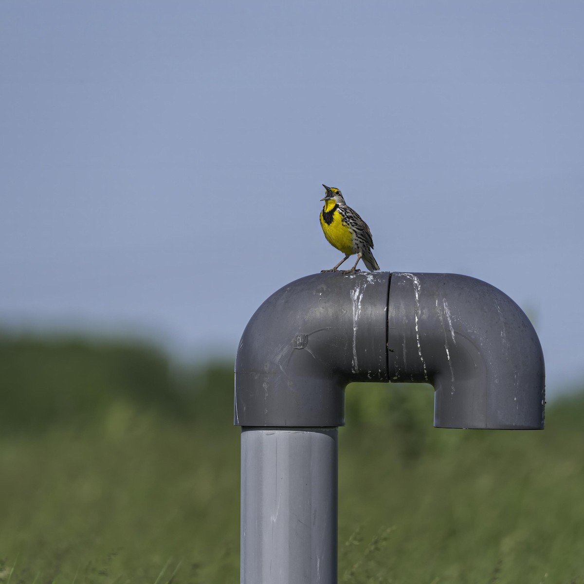 Eastern Meadowlark - ML633994532