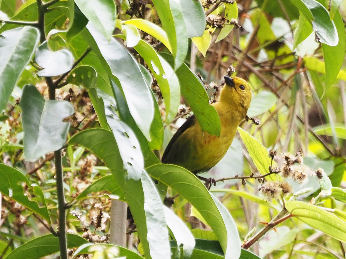 Yellow-headed Brushfinch - ML633994614