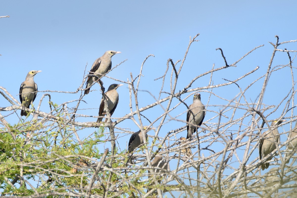 Wattled Starling - ML633994638