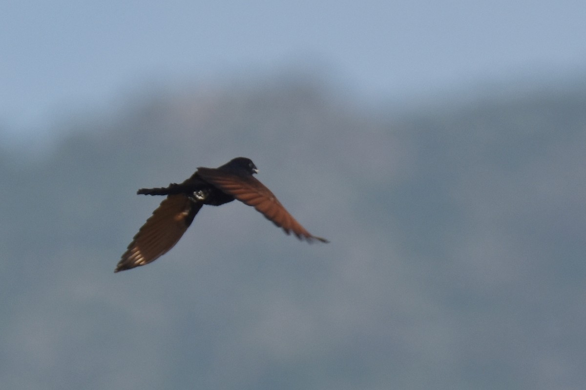 Black Coucal - ML633994684