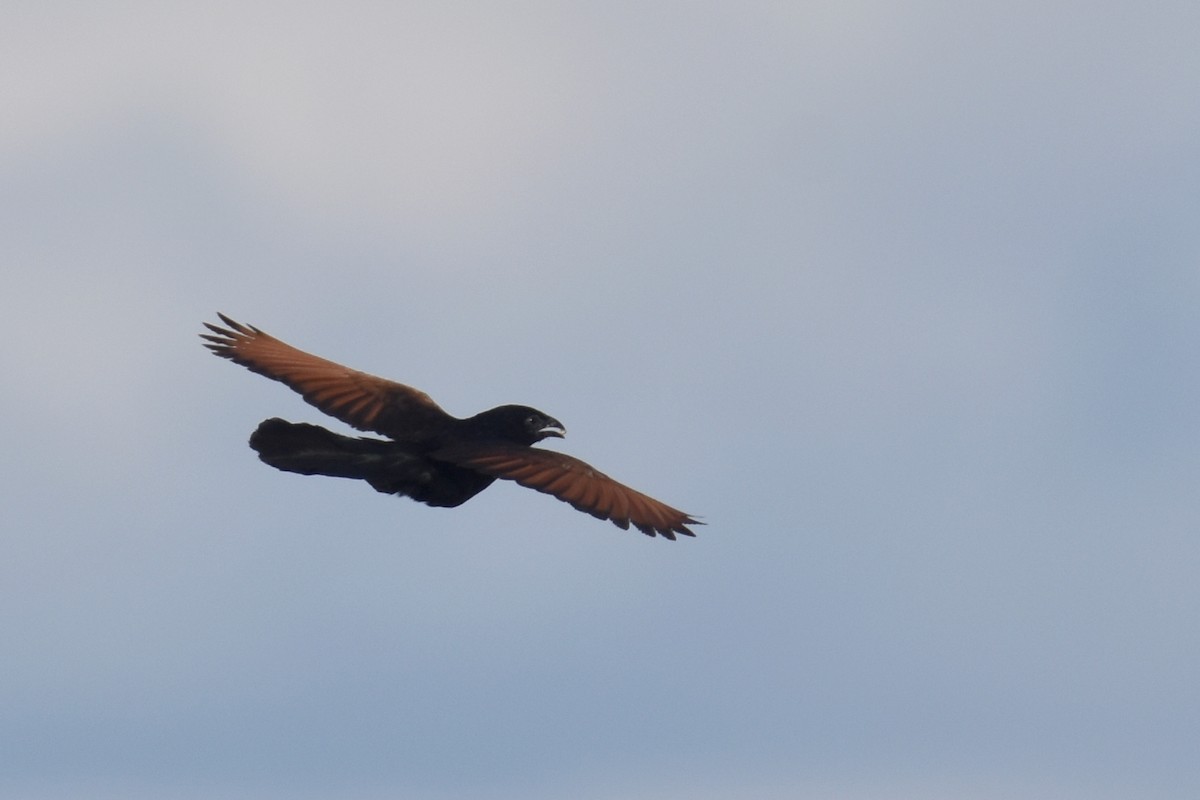 Black Coucal - ML633994685
