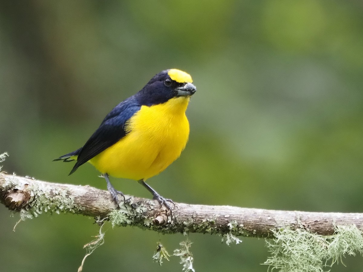 Thick-billed Euphonia - ML633994698