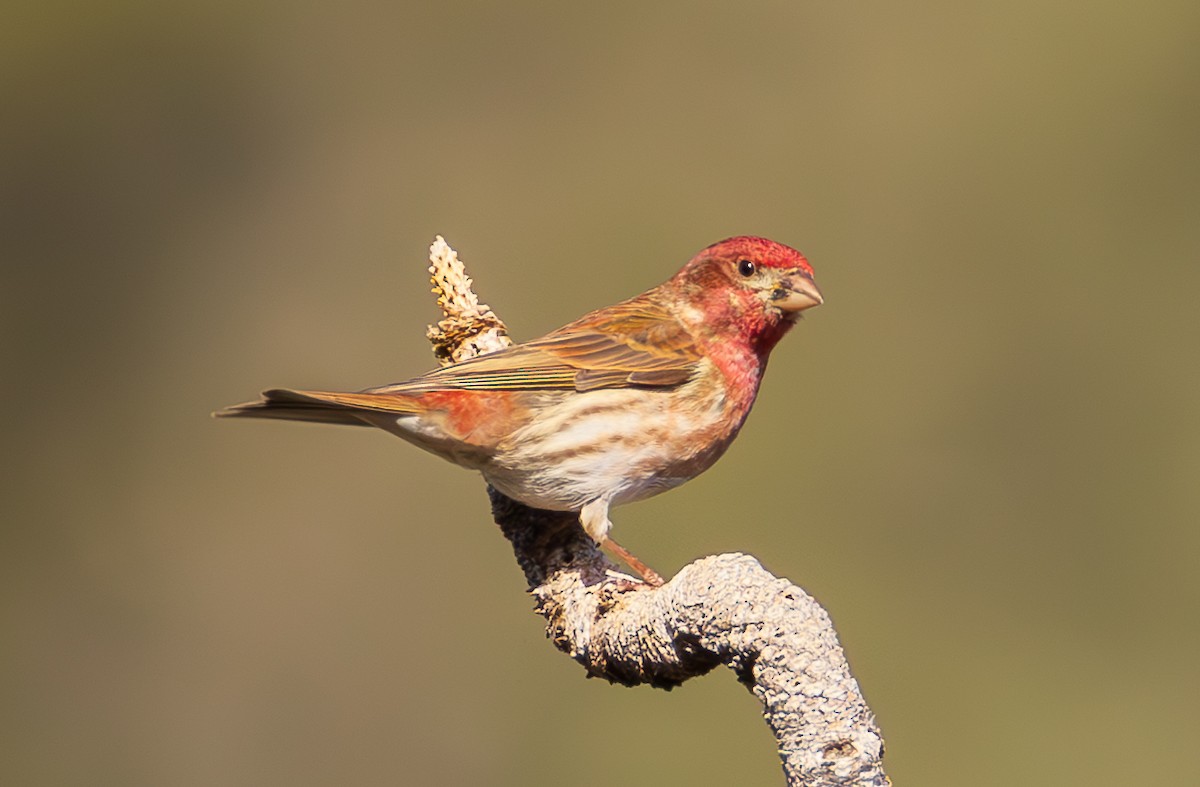 Purple Finch - ML633994719