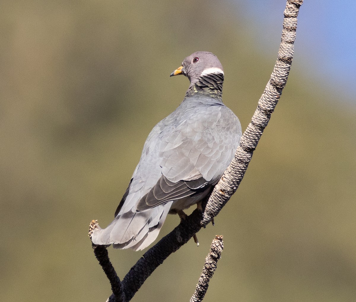 Band-tailed Pigeon - ML633994781