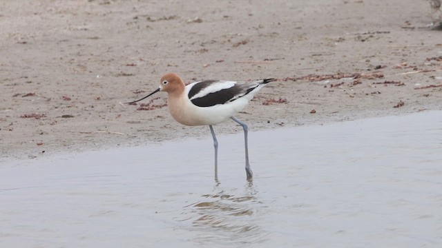 American Avocet - ML633994894