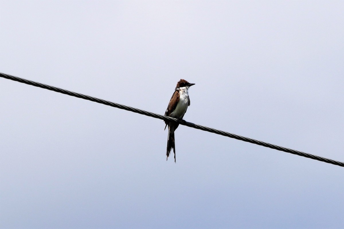 Fork-tailed Flycatcher - ML63399491