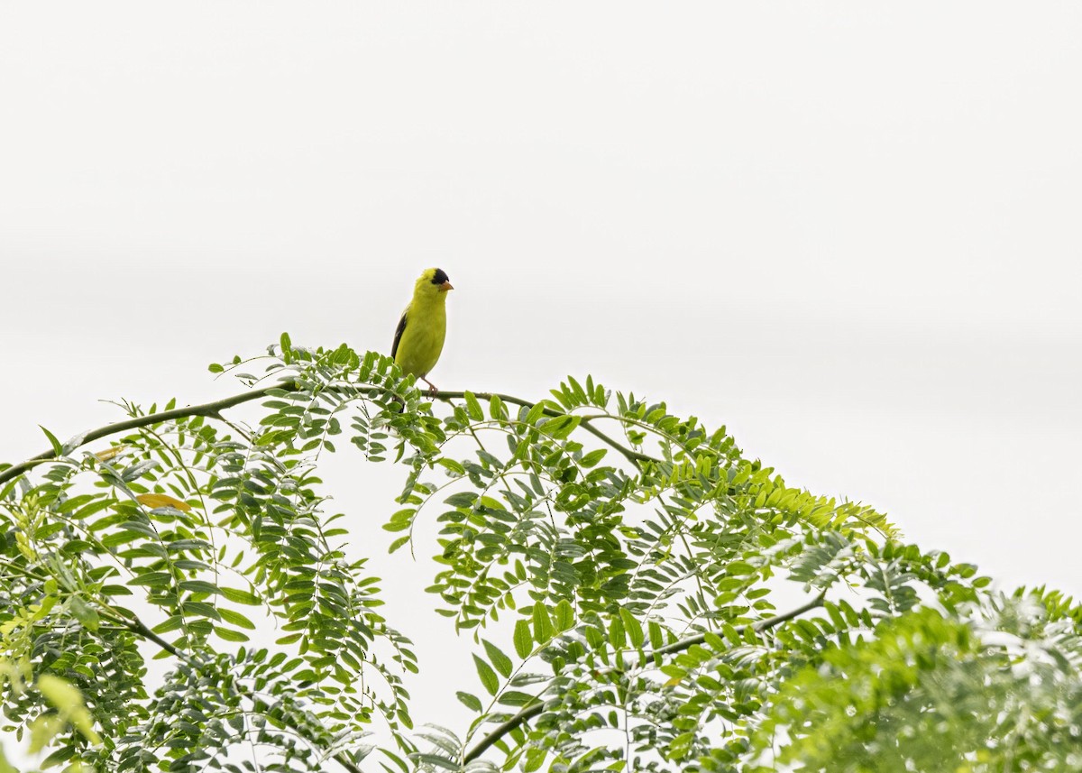 American Goldfinch - ML633994970
