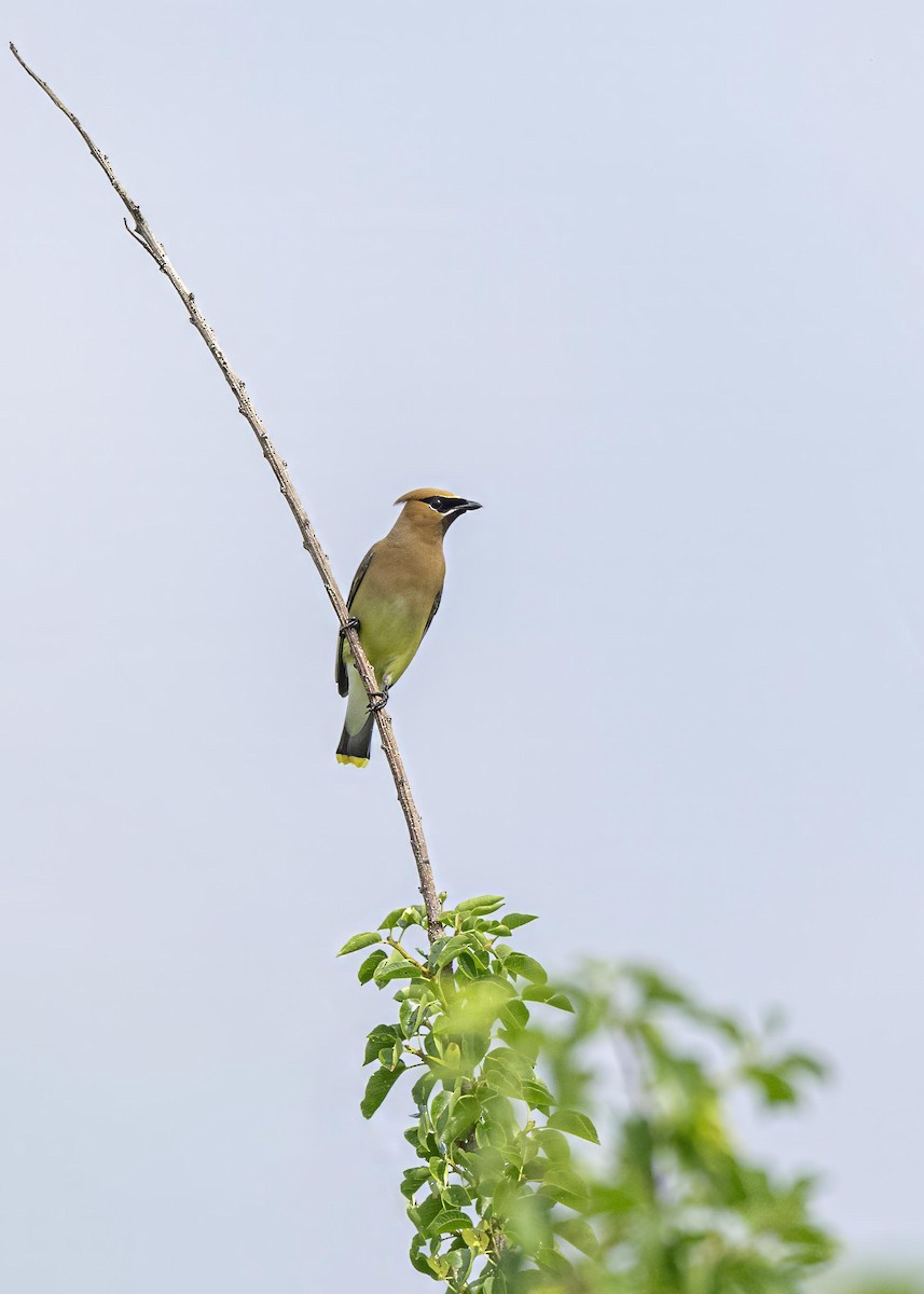 Cedar Waxwing - ML633994981