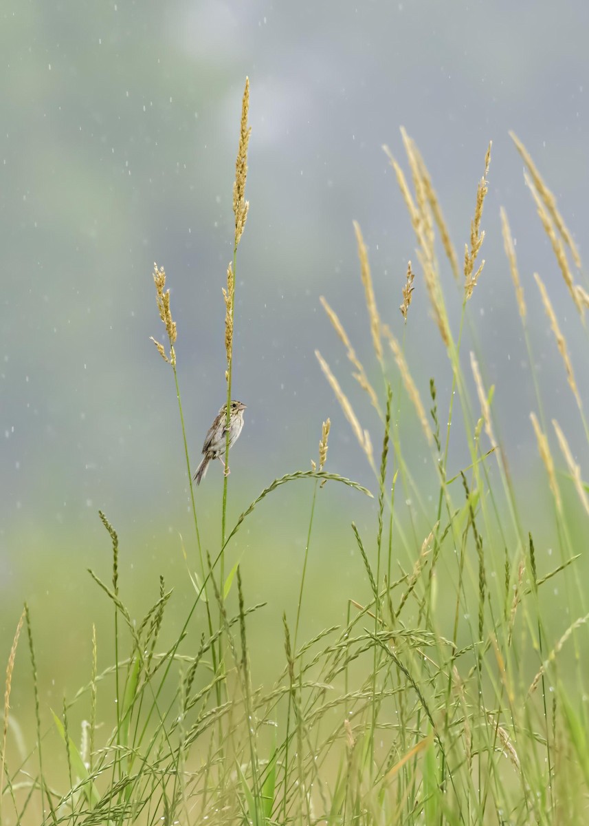 Henslow's Sparrow - ML633995006