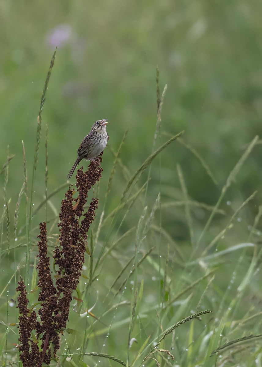 Henslow's Sparrow - ML633995007