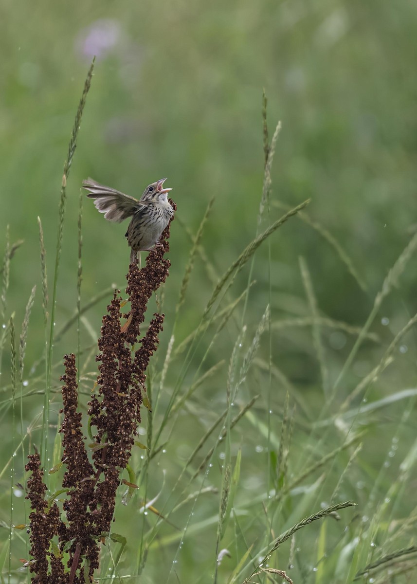 Henslow's Sparrow - ML633995008