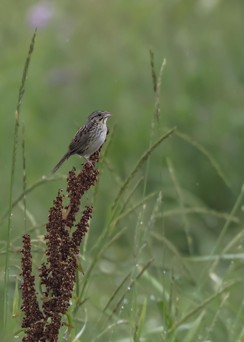 Henslow's Sparrow - ML633995009