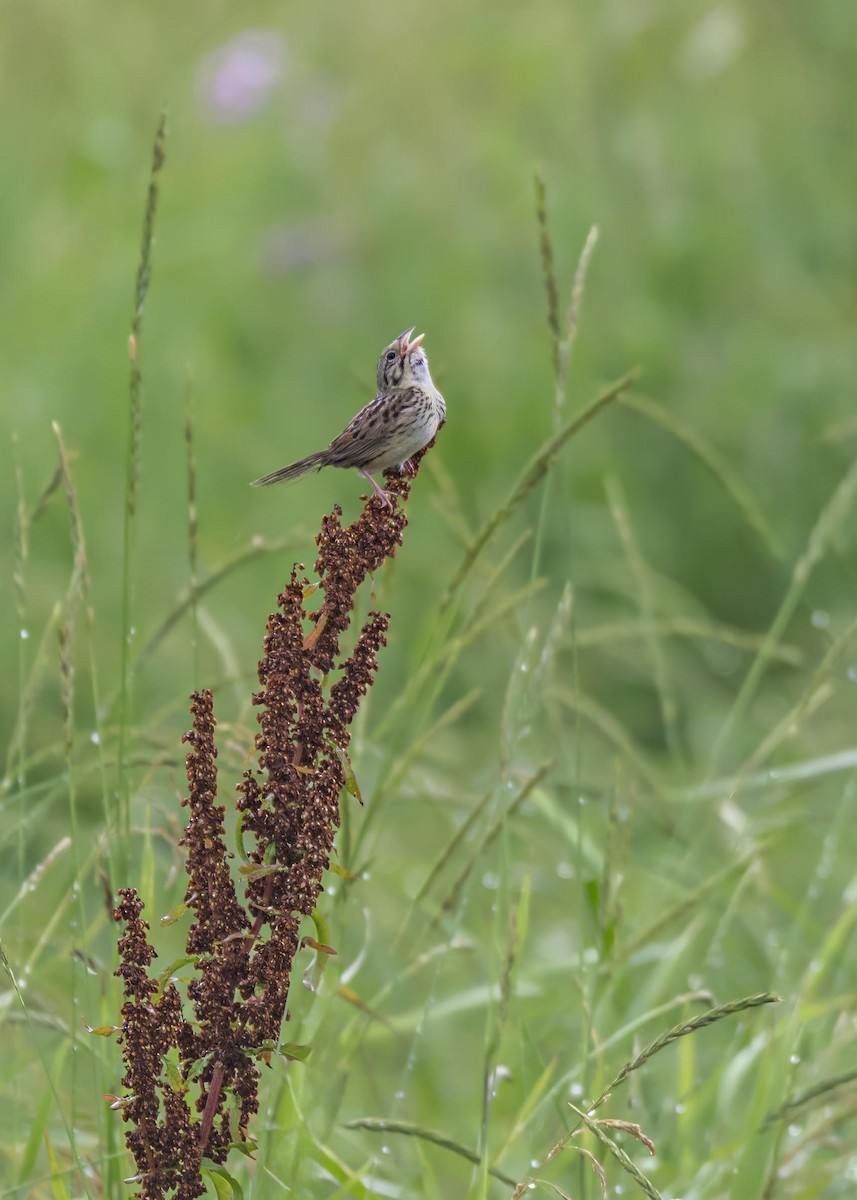 Henslow's Sparrow - ML633995010