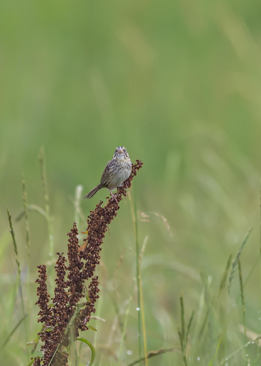 Henslow's Sparrow - ML633995012
