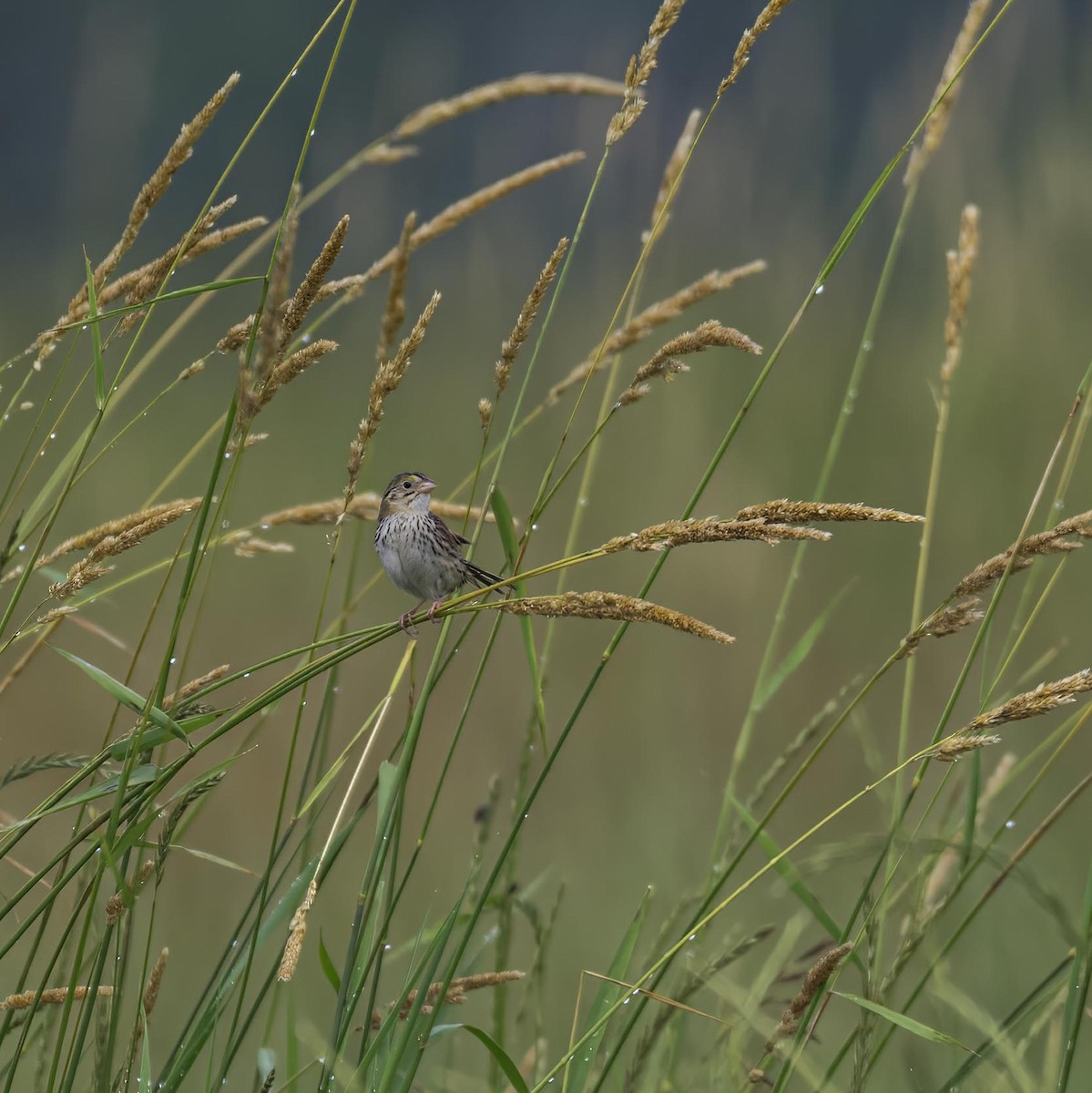 Henslow's Sparrow - ML633995013