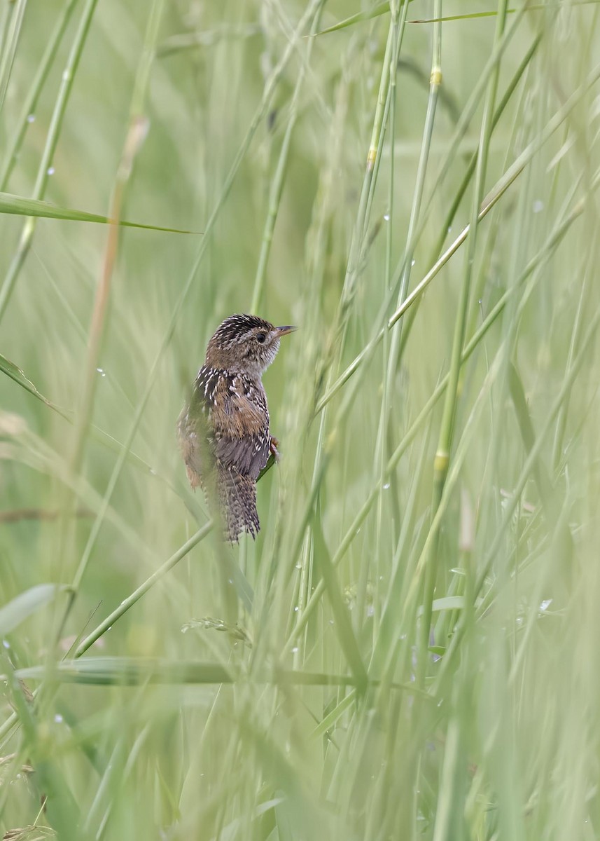 Sedge Wren - ML633995021