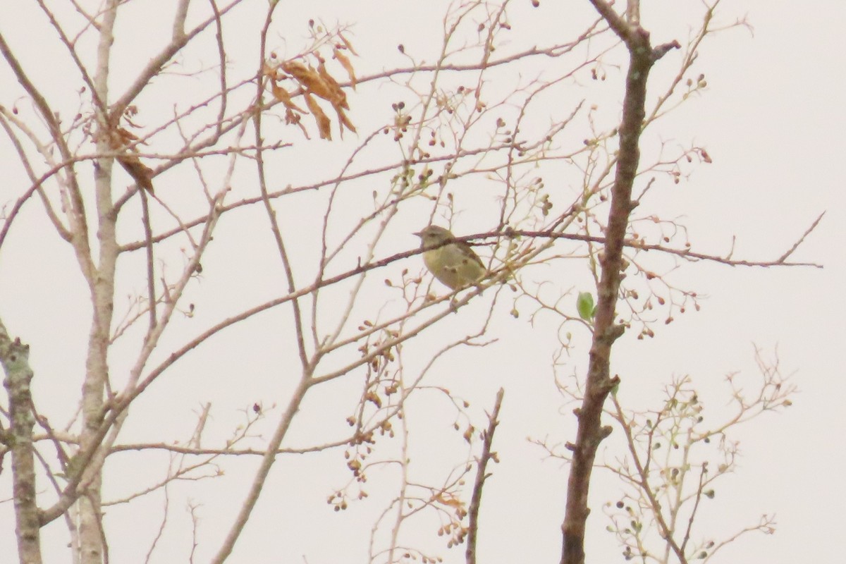 Tennessee Warbler - ML633995063