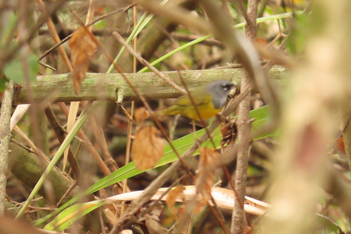 MacGillivray's Warbler - ML633995093