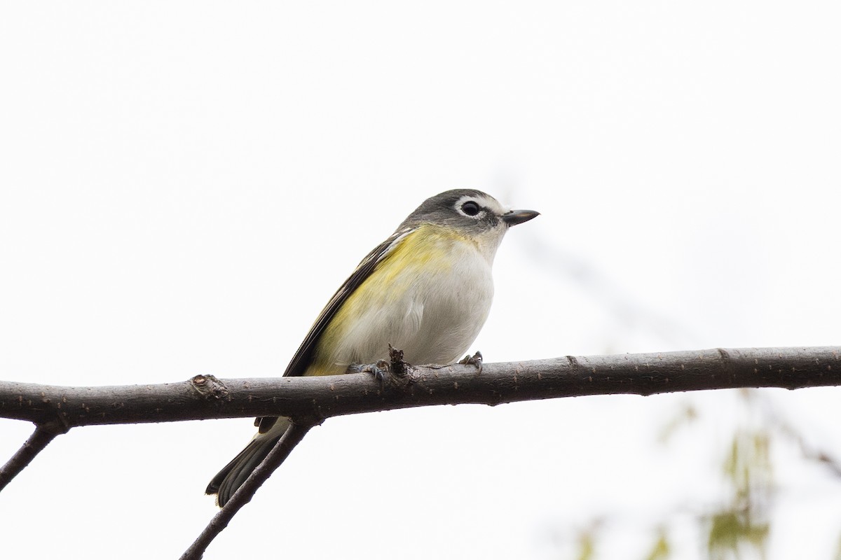Blue-headed Vireo - ML633995130