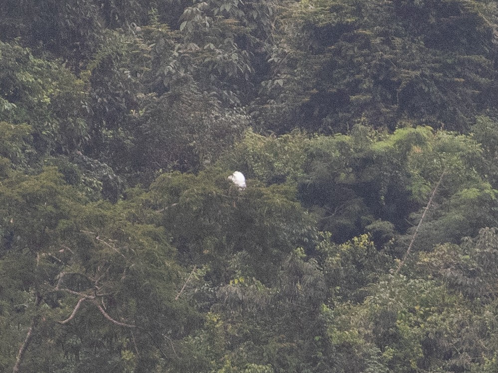 White Hawk (Snowy) - ML633995143