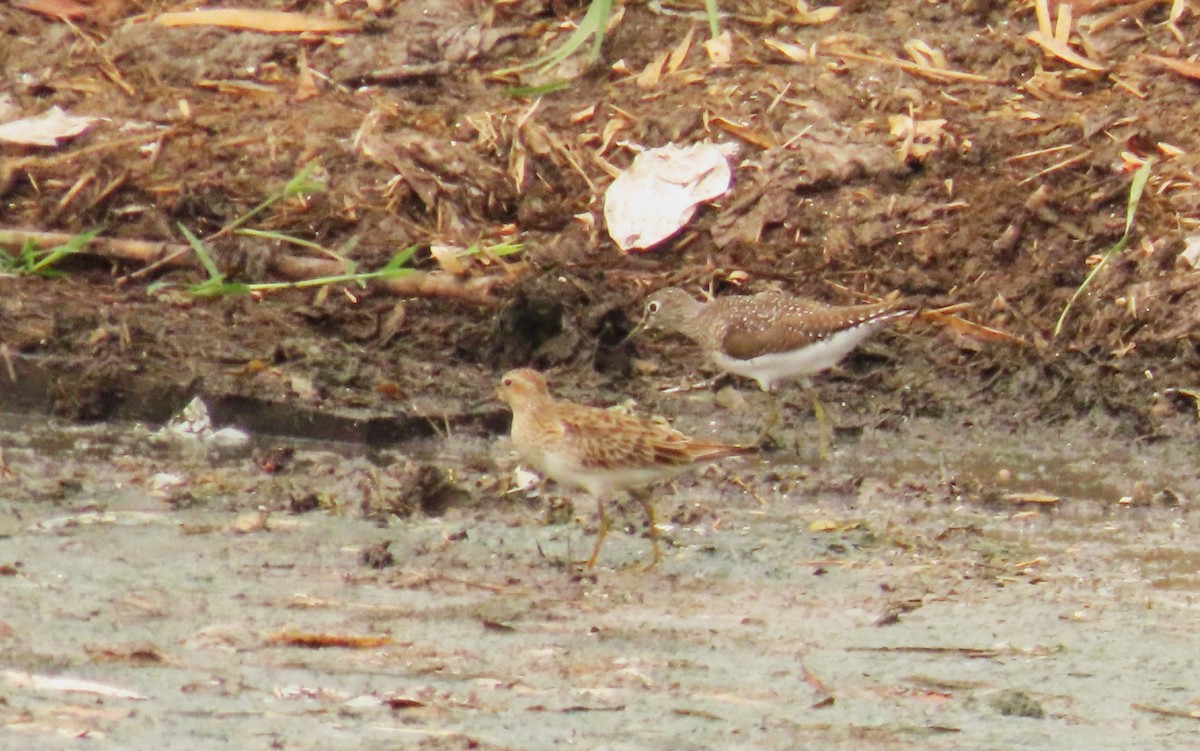 Pectoral Sandpiper - ML633995147