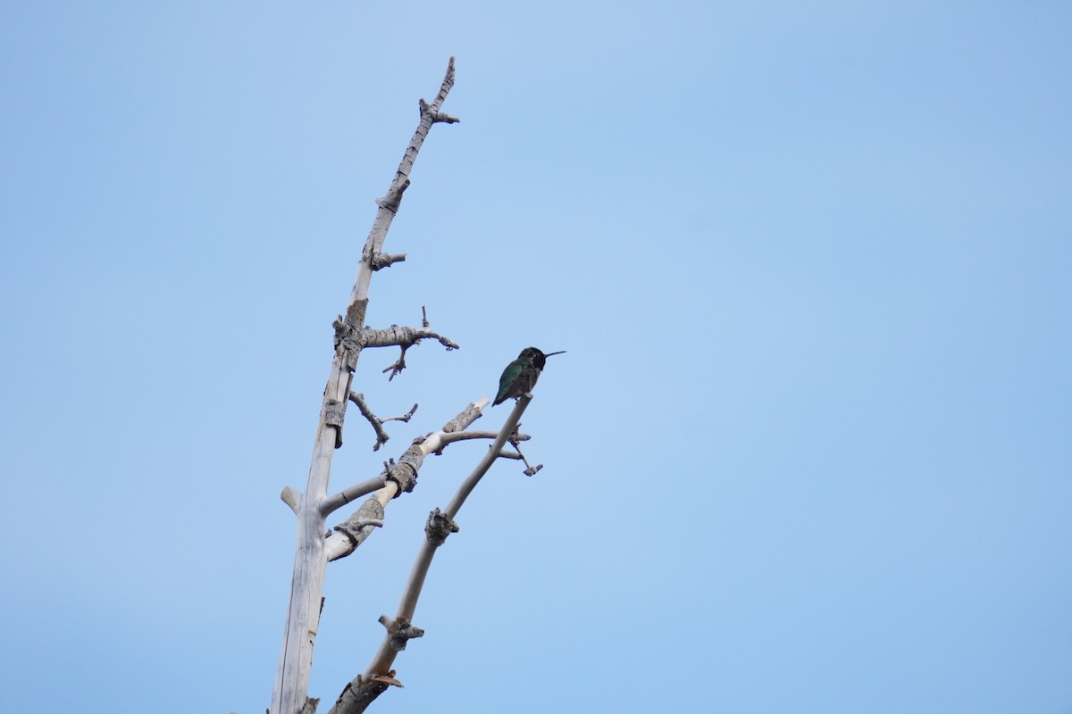 Anna's Hummingbird - ML633995165